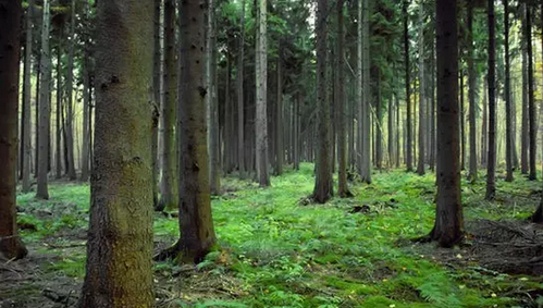 仟億達(dá)831999:林業(yè)碳匯項(xiàng)目的儲(chǔ)備與開(kāi)發(fā)“意義 仟億達(dá)831999:林業(yè)碳匯項(xiàng)目的儲(chǔ)備與開(kāi)發(fā)“意義