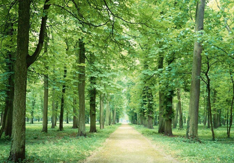 仟億達(dá)（831999）林業(yè)碳匯，還地球一片綠色